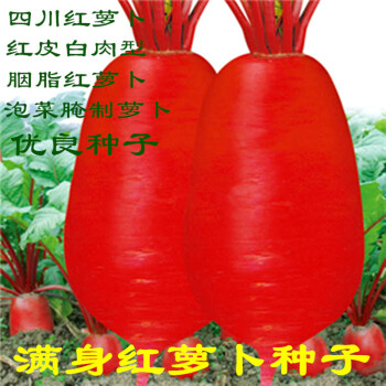 民汇园 满身红萝卜种子 蔬菜种子  红皮水萝卜种子 胭脂萝卜种子 四季种植10克/袋