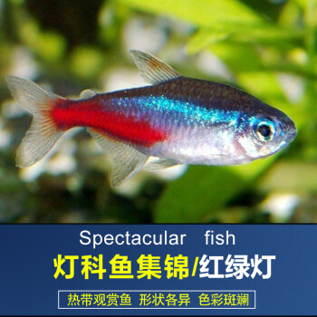 雲峰海瑞 熱帶魚觀賞魚活體紅綠燈魚小型燈科魚寵物淡水魚 紅綠燈魚20