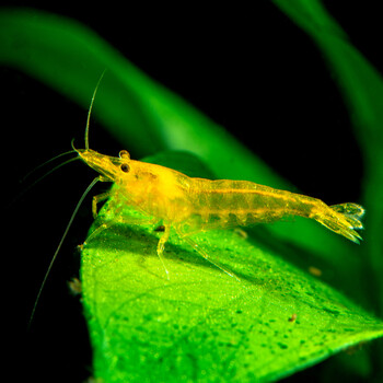 《新》热带观赏虾水族宽背黄金米虾香吉士米虾金背黄金米虾除藻清洁虾