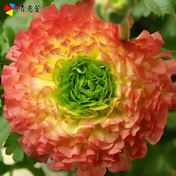 青意宣花毛莨种球种根盆栽种球花卉种子波斯毛茛植物球根芹叶洋牡丹绿心红边 图片价格品牌报价 京东