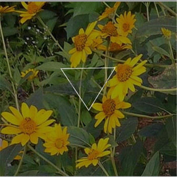 日光菊种子 景观花海草花赛菊芋宿根盆栽花籽耐寒耐阴花期长 一斤