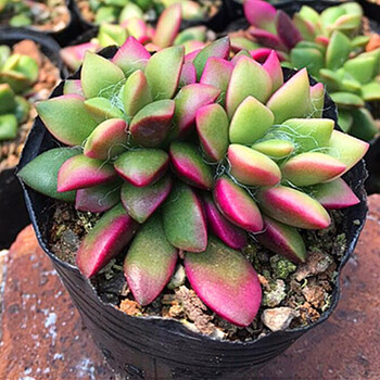 黄金万年草多肉植物易养护组合盆栽花卉绿植多肉含盆含土带盆栽好多头吹雪之松锦4 5cm 带盆栽好 图片价格品牌报价 京东