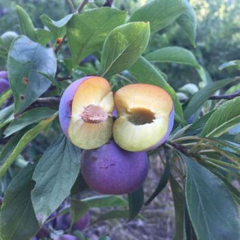 李子樹苗南方種植果樹苗 李子樹北方種植庭院嫁接脆李黑布林 紫李 81