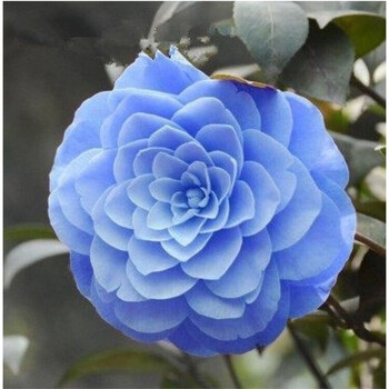 茶花苗 山茶花苗盆栽地栽四季开花绿植花卉庭院玫瑰牡丹 蓝妃 三年苗