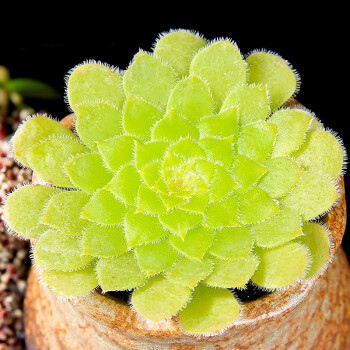 多肉植物生石花蒂亞赤豆綠植花卉組合盆栽淨化空氣 (送盆限1)明鏡單頭