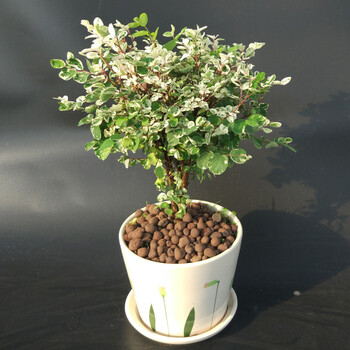 高级室内观叶植物 雪花木盆栽 白雪树 适合庭园荫蔽处或盆栽 雪花木