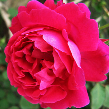 欧洲月季花苗 欧月香水大花月季苗 藤本月季玫瑰花 当年开花 楼兰 9年