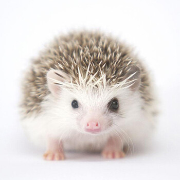 刺猬活体迷你小宠物活体宝宝刺猬幼崽 原色公一只_ 3折现价198元