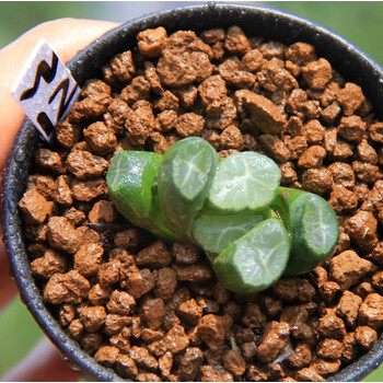 雪葵万象实生一物一拍周正大株十二卷玉露多肉植物栽好 w12 带盆栽好