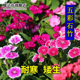 蝶沾花室外多年生耐寒矮生花种子五彩石竹四季种易活花卉种子须苞石竹花籽户外易种宿根花种籽盆栽庭院花草五彩石竹种子