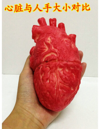尚秋丹万圣节鬼屋用品整人玩具恐怖心脏模型仿真人体器官恐怖心脏道具
