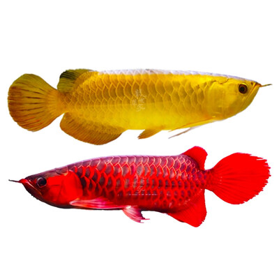 观赏鱼幼苗黄金练手过背金龙鱼苗小型小龙鱼活鱼 血麒麟红龙(28cm)