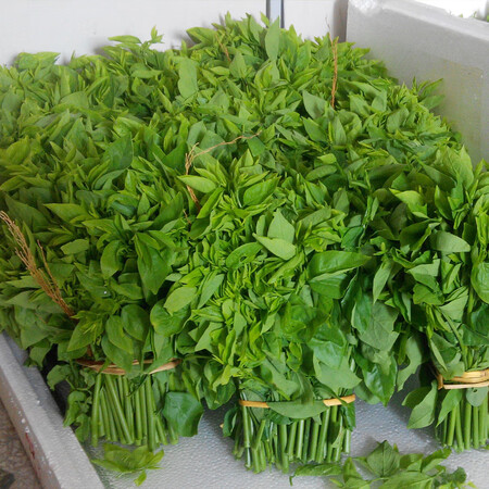 教蔬鲜生海南新鲜五指山野菜树仔菜菜天香绿热带蔬菜嫩叶甜菜500g