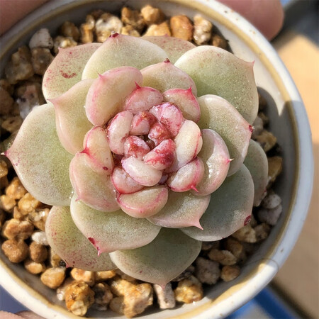 糖心天鹅绒 多头群生老桩 多肉植物 精品控养花卉含盆带土栽种.