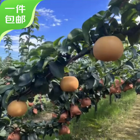 京鲜生莱阳秋月梨 净重3斤 单果300g起 新鲜水果 源头直...