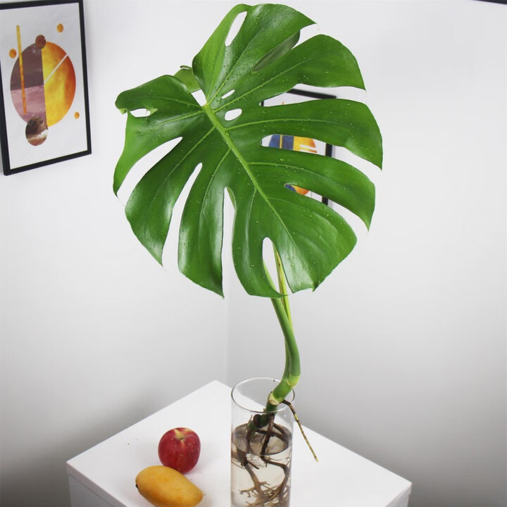 大型龟背竹盆栽 大叶已开背老桩特大号室内水培观叶绿植净化空气 80cm-1米左右两张叶子1棵 不含瓶【图片 价格 品牌 报价】-京东