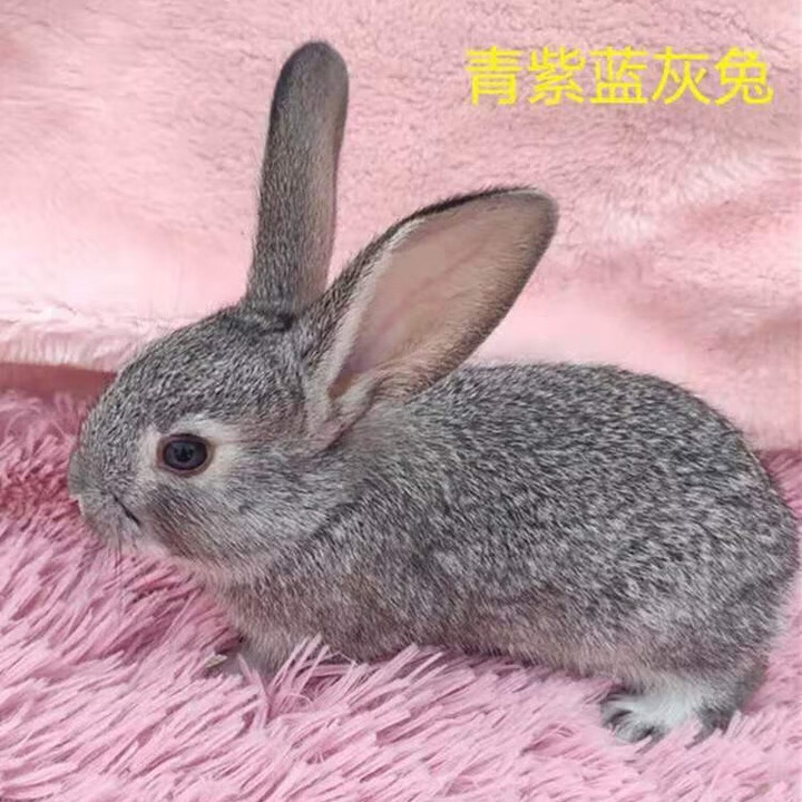 散养新西兰白兔肉兔苗比利时肉兔小兔苗种兔苗种公兔种母兔可繁殖公母可选可食用健康包活包邮 青紫兰兔苗 公母一对（2只）【图片 价格 品牌 报价】-京东