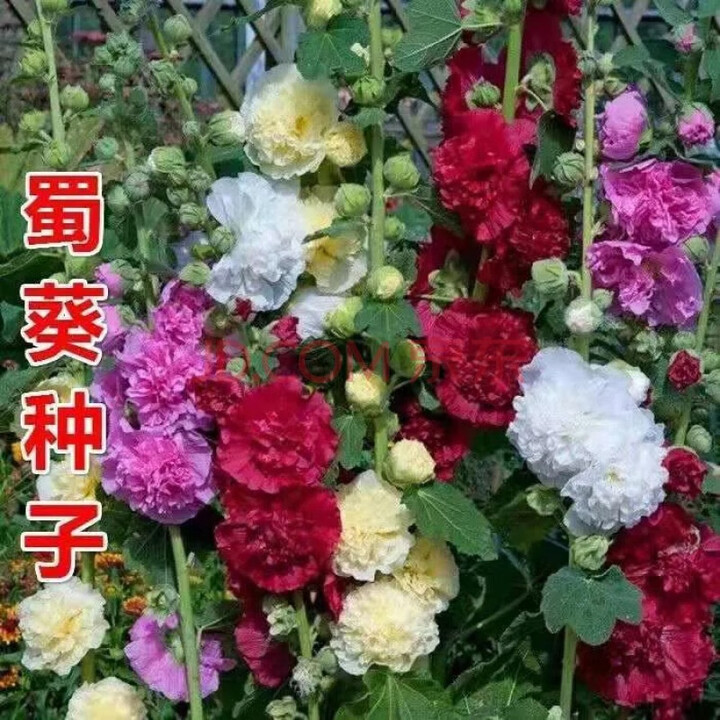 花之然四季花卉种子花籽四季开花波斯菊格桑花野花太阳花菊花籽凤仙花种 蜀葵种子 500克【图片 价格 品牌 报价】-京东