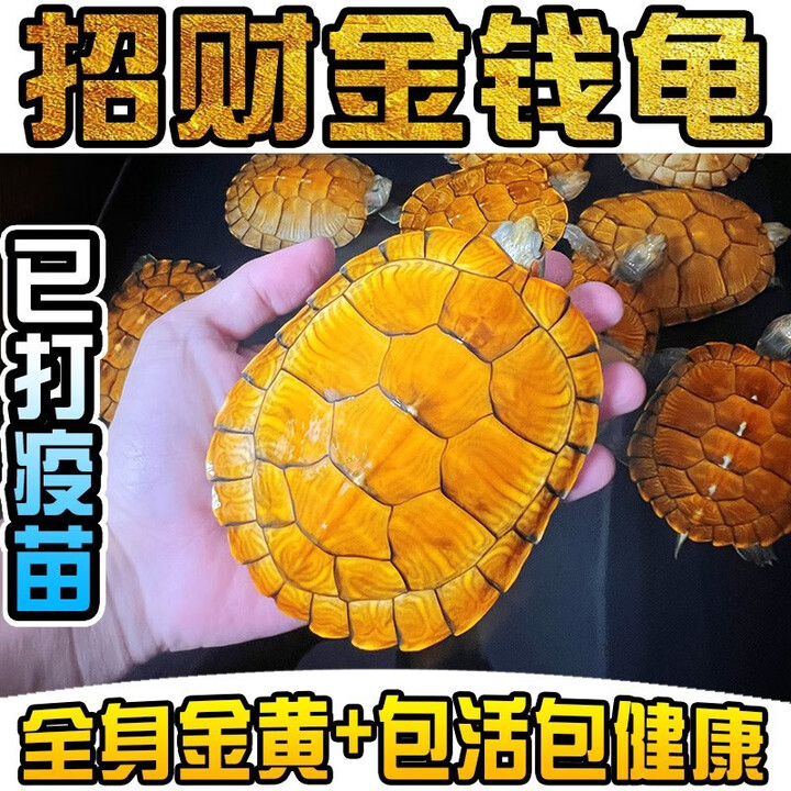 桐汝壁正宗金龟金钱大龟观赏黄金龟宠物小乌龟活物大乌龟深水吃菜龟 8厘米左右(已打疫苗体质健康) 性别备注公母【图片 价格 品牌 报价】-京东