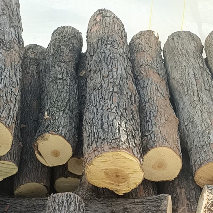 霸蓝干柴枣木柴火枣木劈柴木柴烧烤柴火烧火柴木头篝火壁炉木柴原木柴 圆木整根枣木50斤+手套+20个引
