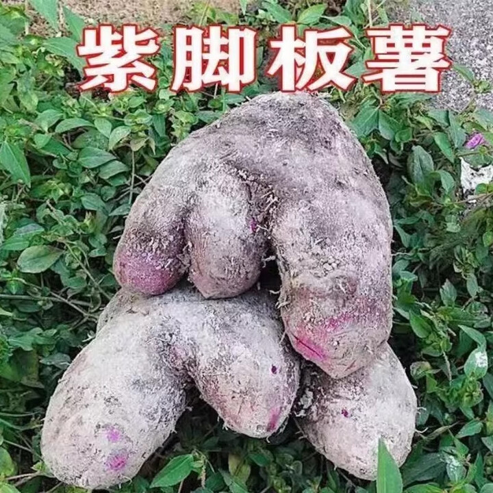 赣南紫山药脚板薯大薯毛薯客家老品种正宗火苕薯子5/10斤精选 5斤 现挖精选【图片 价格 品牌 报价】-京东