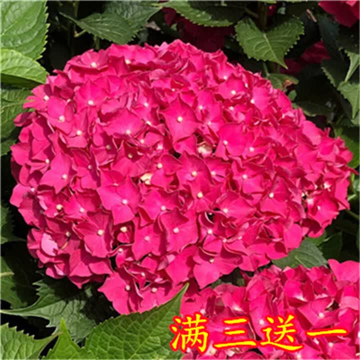 绣球花苗八仙花阳台盆栽庭院地栽耐寒花卉无尽夏四季开花老桩大花
