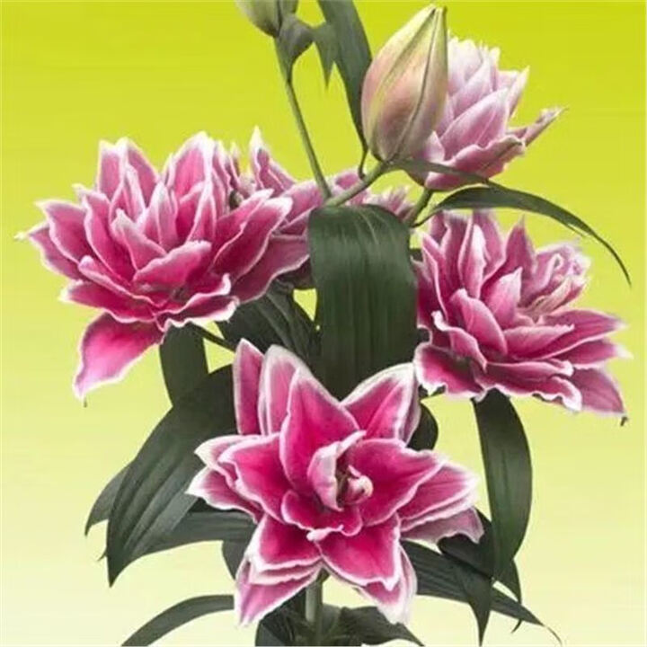 香水百合种球四季花卉好养易活盆栽室内花植物种球浓香百合花种球...
