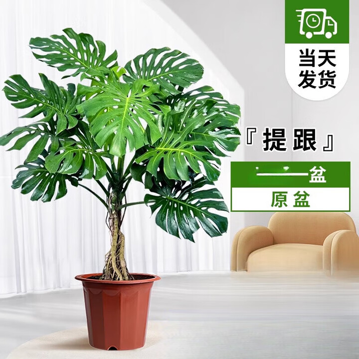 龟背竹客厅大盆栽大叶办公室内大型绿植开背客厅家居落地植物 提跟龟背竹50-70cm不含盆【图片 价格 品牌 报价】-京东