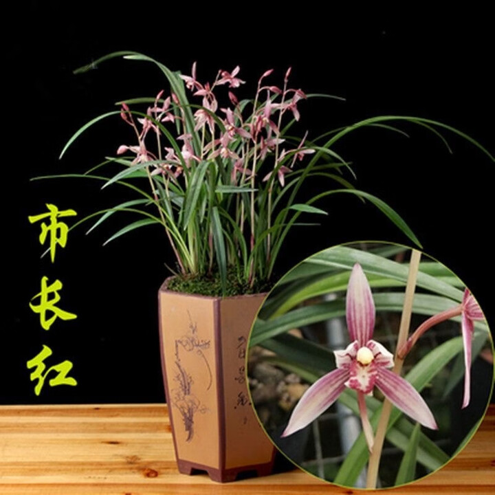 市长红 裸根不带土10棵单株