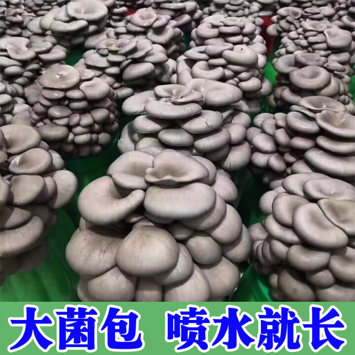 菌丰【喷水就长】蘑菇菌包菌种家种蘑菇菌包家庭室内种植食用菌棒菌种 平菇大菌包【买1发3】	