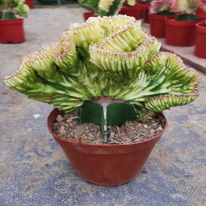 倾颜多肉植物彩玉麒麟盆栽花卉仙人掌麒麟掌花室内花 植物盆栽植物 金