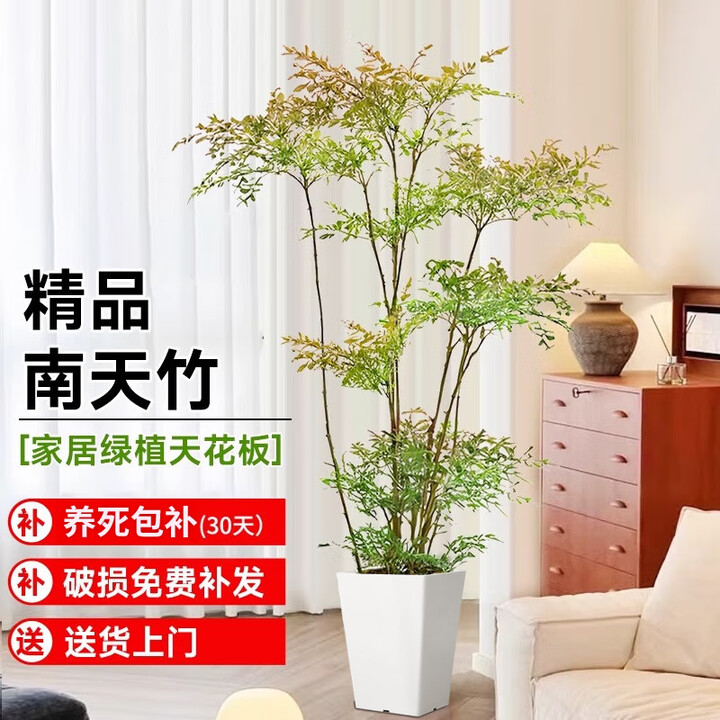 精品南天竹室内办公室大型绿植盆栽南天竺客厅造景真树物四 精品南天竹1-1.2m白梯形盆 带盆栽好【图片 价格 品牌 报价】-京东