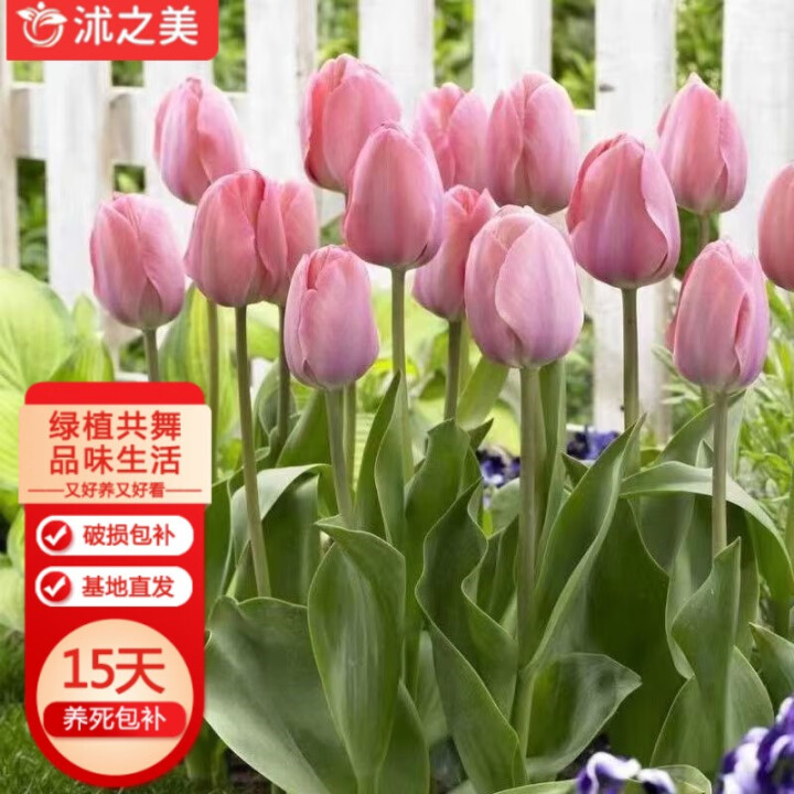 沭之美郁金香进口大种球花卉绿植 郁金香种球粉色3粒 不含盆 ...