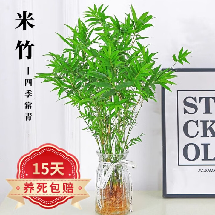 素蜜水培植物米竹室内盆栽富贵竹南天竹面绿植带根水生竹 米竹10连株可水土培不含瓶【图片 价格 品牌 报价】-京东