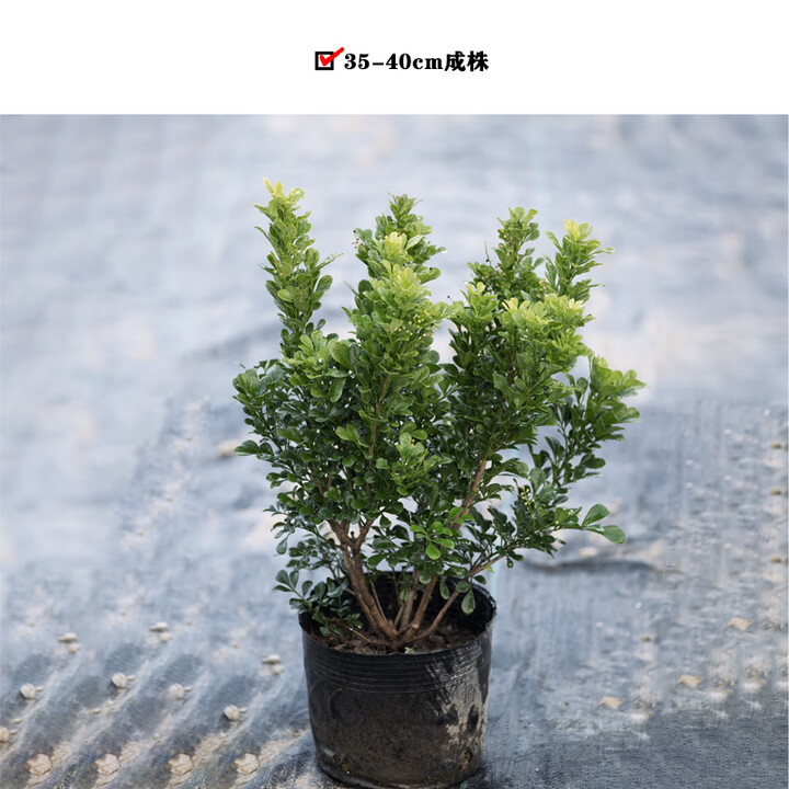 醉春木米兰花盆栽老桩树苗四季树耐热花卉植物绿植小阳台庭院带花苞