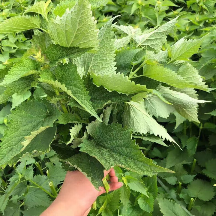 四川乐山新鲜藿香叶新鲜带杆采摘水煮红烧烤鱼佐料藿香菜豆花蘸料 带杆霍香 1斤【图片 价格 品牌 报价】-京东