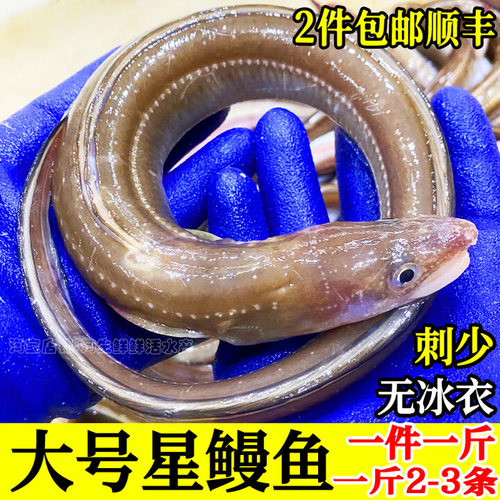 3条一斤海捕七星海鳗鱼鲜活海鱼沙鳗称心速冻海鲜油鳗刺少无冰 500g
