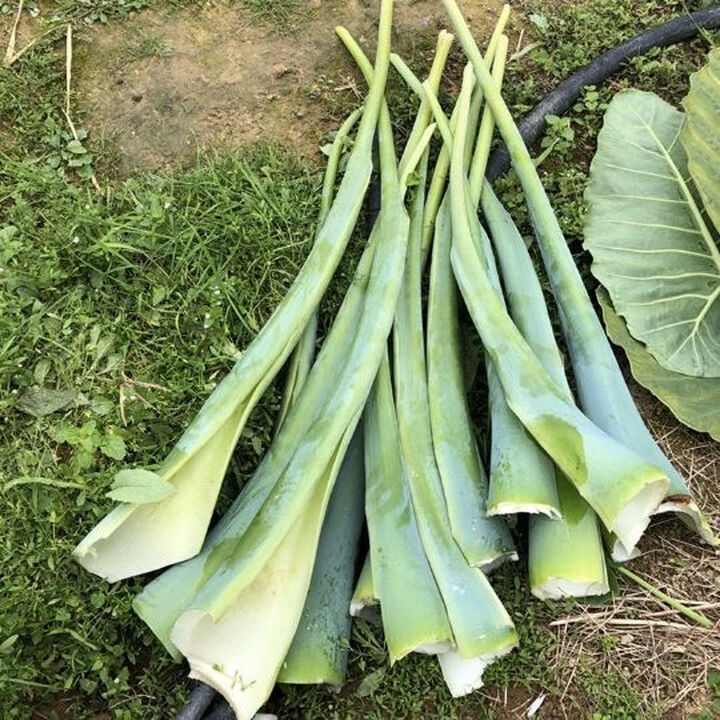 江西特产白芋荷广菜辣芋蒙农家芋荷杆赣南酸芋苗梗批发新鲜蔬菜 1斤