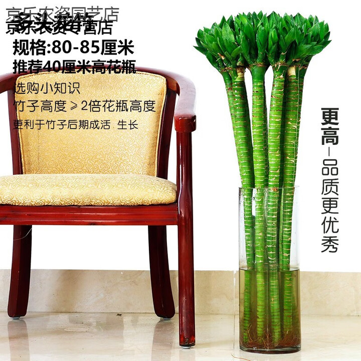 懿儱佩水养富贵竹转运竹弯竹龙竹水竹开运竹子带根室内绿植水培植物花卉 【带根】多头龙竹-80厘米-6棵 含盆【图片 价格 品牌 报价】-京东