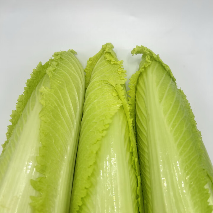 正宗龙牙菜龙牙白菜宁夏供港龙芽菜绍菜长白菜清甜多汁 500g【图片 价格 品牌 报价】-京东