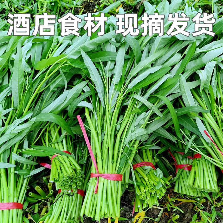 空心菜新鲜嫩尖当季现摘藤藤菜福建农家蔬菜蕹菜竹叶菜通心菜食用 4斤【图片 价格 品牌 报价】-京东