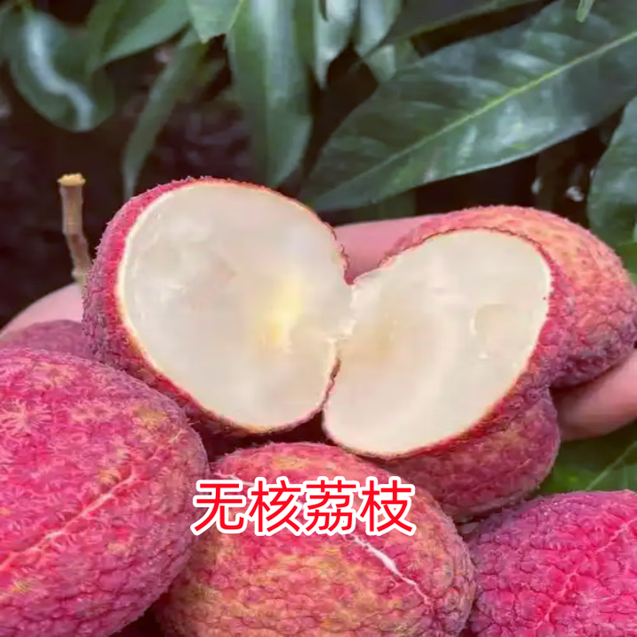 正宗嫁接荔枝树苗无核荔枝果苗南北方四季种植抗旱耐寒当年结果 无核 2年苗(易种活)【图片 价格 品牌 报价】-京东