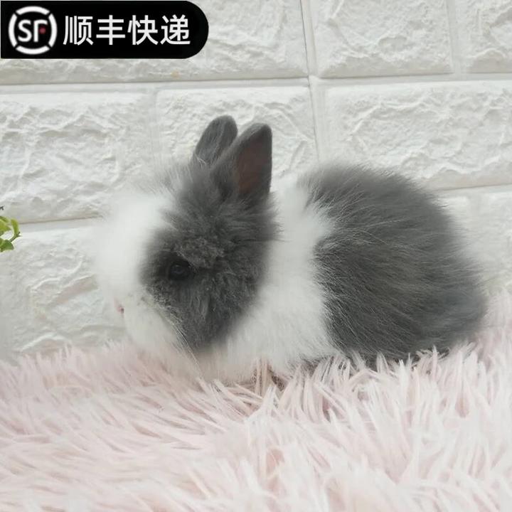 宠物侏儒兔子活物长不大迷你兔儿童好养宿舍宠物兔荷兰垂耳兔活体 13号灰白猫猫兔(公母备注)【图片 价格 品牌 报价】-京东