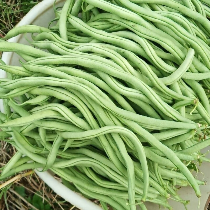 5斤架豆王无筋豆角蔬菜新鲜豆角蛇豆王无茎豆现摘现发厨房炒菜1斤 5斤新鲜无筋豆角(净重)【图片 价格 品牌 报价】-京东