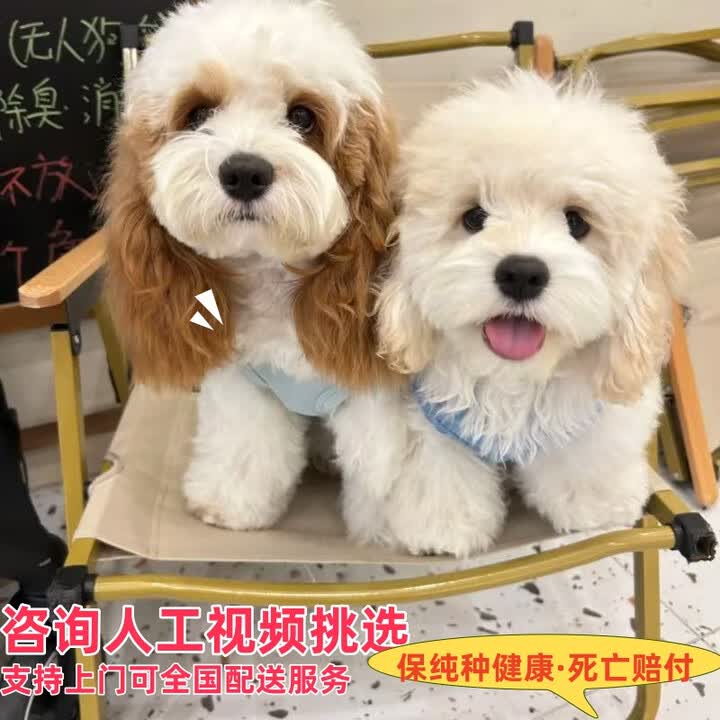 精品黄白花拼色可卡布幼犬小体混血可爱幼崽可卡（先电联客服、实物价以挑选视频为准）【图片 价格 品牌 报价】-京东