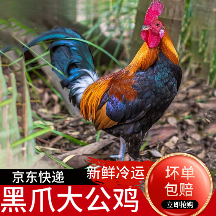 散养黑爪大公鸡成年黑腿公鸡正宗农家土鸡溜达鸡新鲜柴鸡冷冻 活鸡现