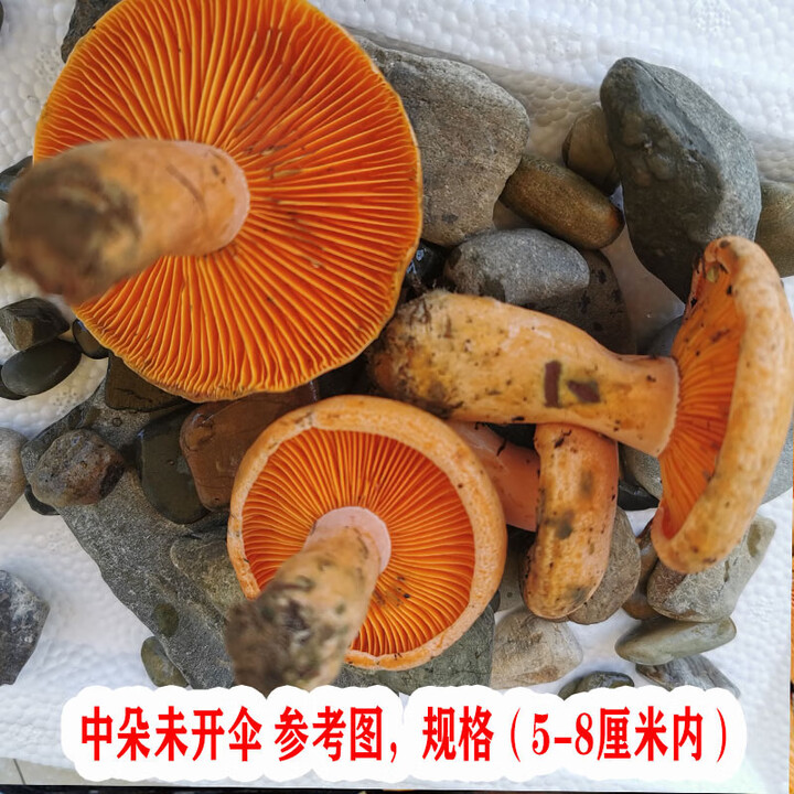 三九菇野生乌枞菌新鲜寒菌松树菌菇蘑菇铜绿菇谷熟菌雁来蕈天鹅菌 黄枞菌)中小朵未开伞(5~9厘 1000g【图片 价格 品牌 报价】-京东
