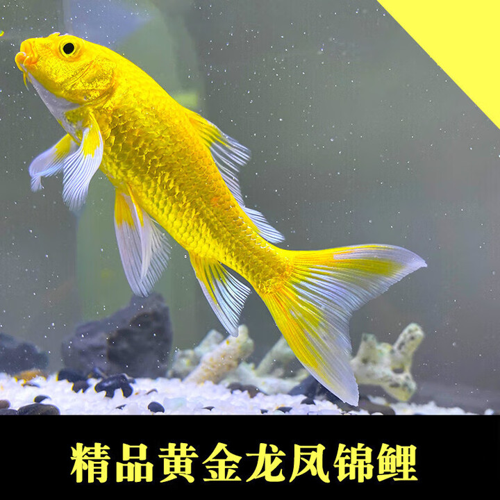 墨煜金鱼活鱼纯种淡水黄金锦鲤鱼观赏鱼红草金鱼黄金龙凤锦鲤 黄金龙凤锦鲤8-10CM5条【图片 价格 品牌 报价】-京东