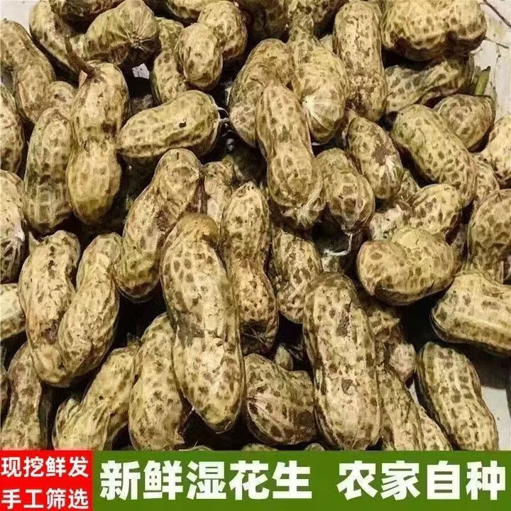 2025现挖鲜花生湿花生泥花生嫩花生生花生带壳农家自种水煮生吃 2斤【图片 价格 品牌 报价】-京东
