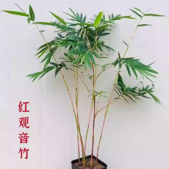 恬芬基地红观音竹盆景红竹盆栽室内外书房庭院装饰客厅办公花卉绿 红观音竹1杆30-50cm原盆发货【图片 价格 品牌 报价】-京东
